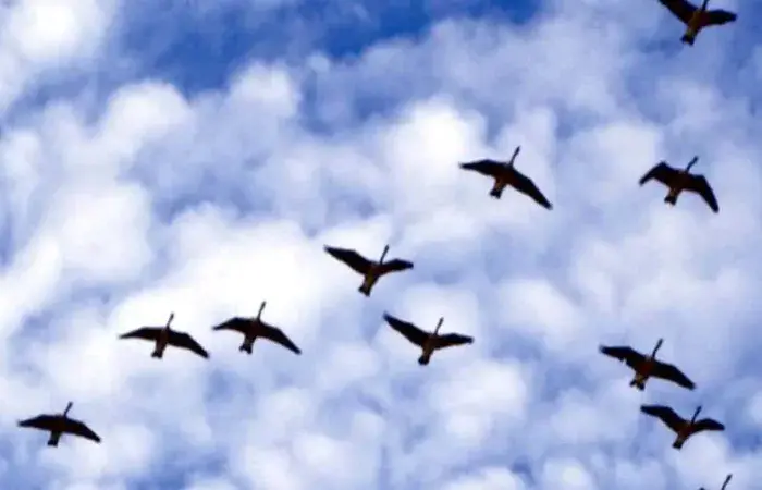 Birds behaviours towards humans
