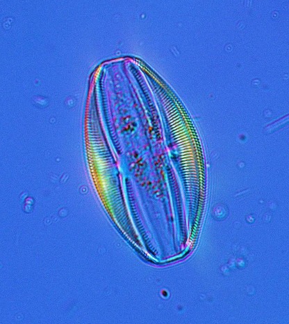 Unsung heroes in climate change mitigation 